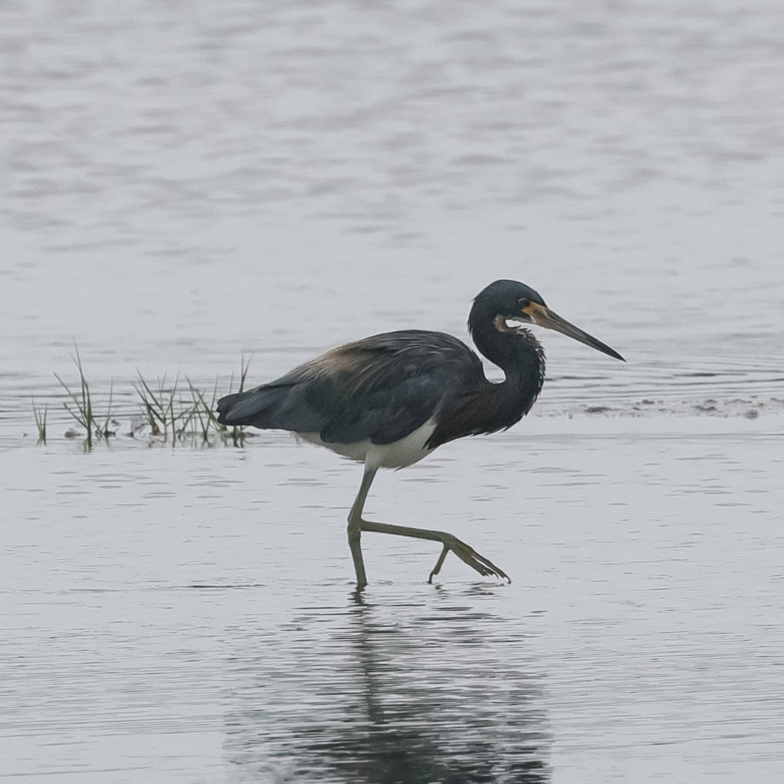 Tricolored Heron - ML623495146