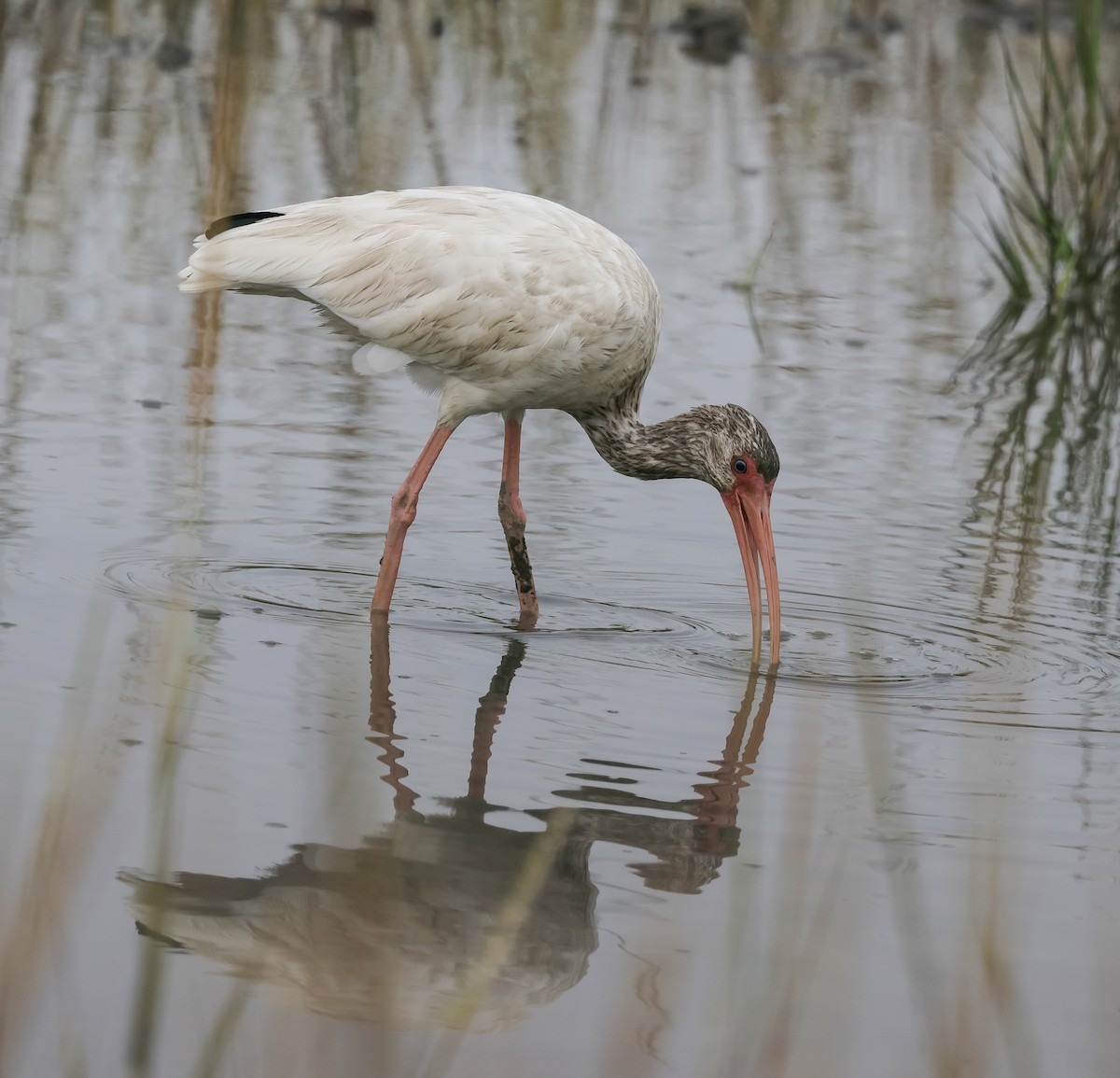 Ibis blanc - ML623495165