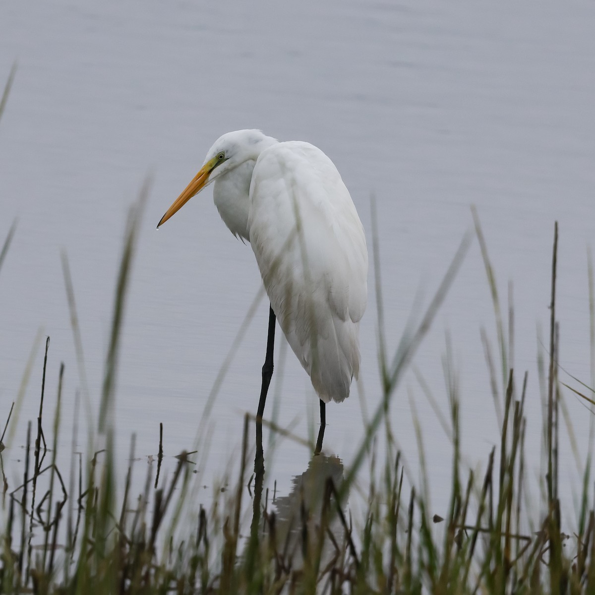 Grande Aigrette - ML623495172