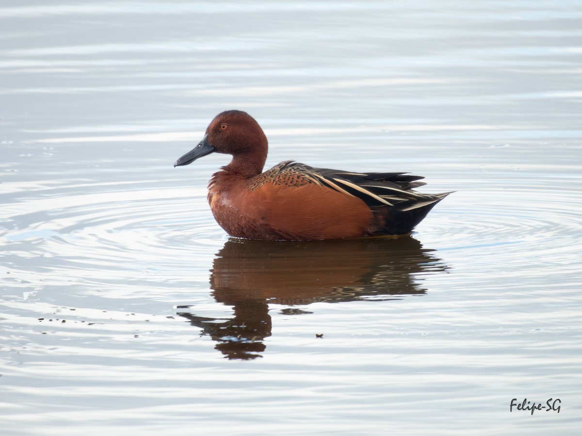 Cinnamon Teal - ML623495204