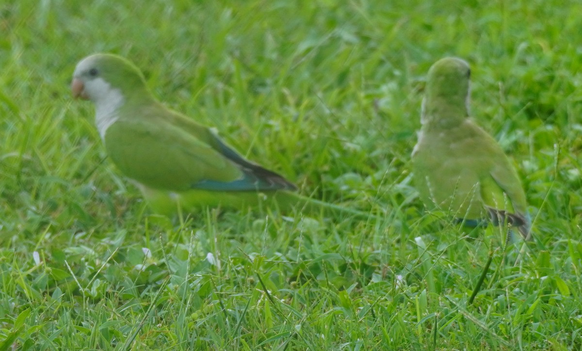 Monk Parakeet - ML623495253