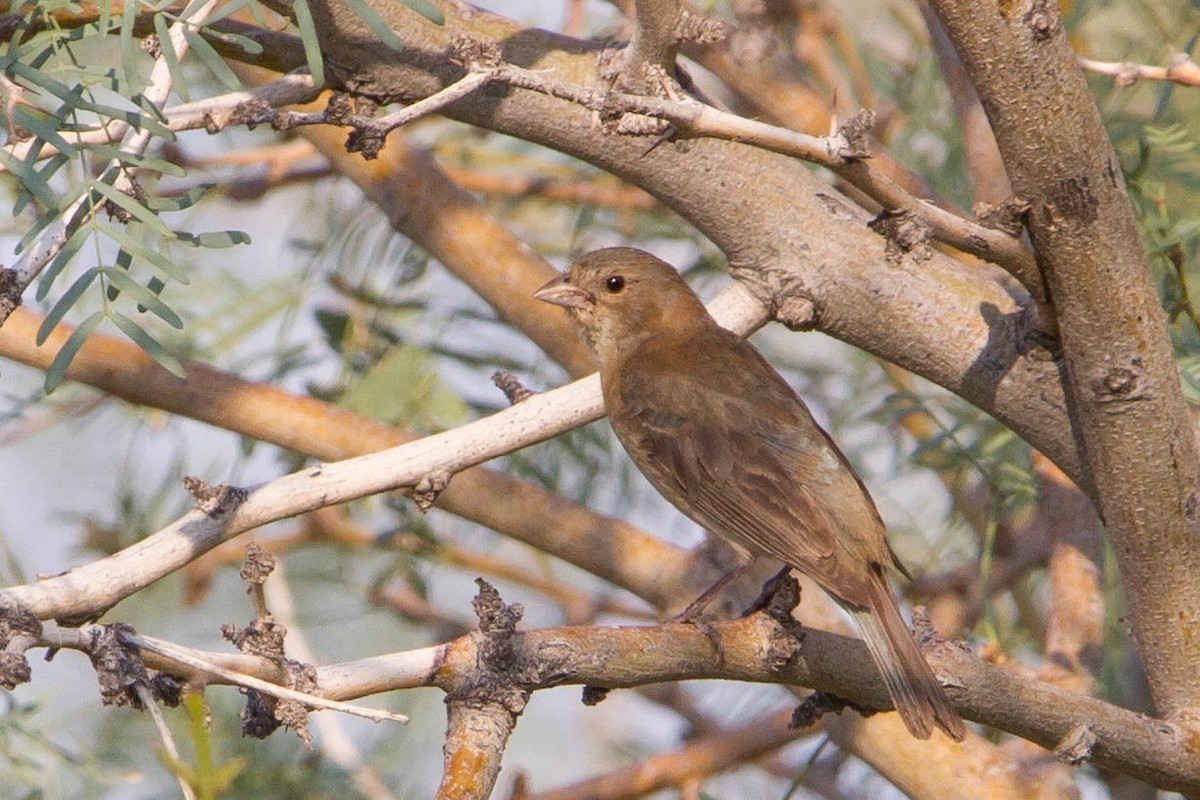 Indigo Bunting - ML623495299