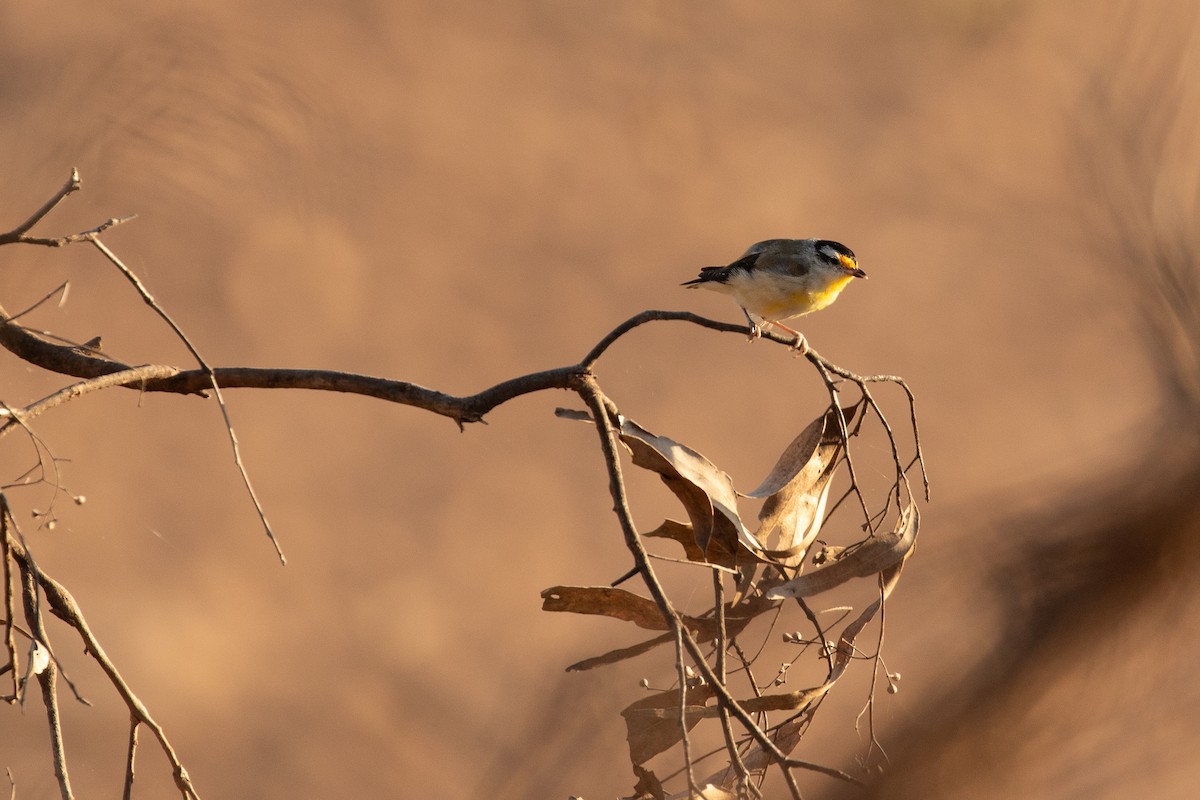 Pardalote à point jaune (groupe melanocephalus) - ML623495300