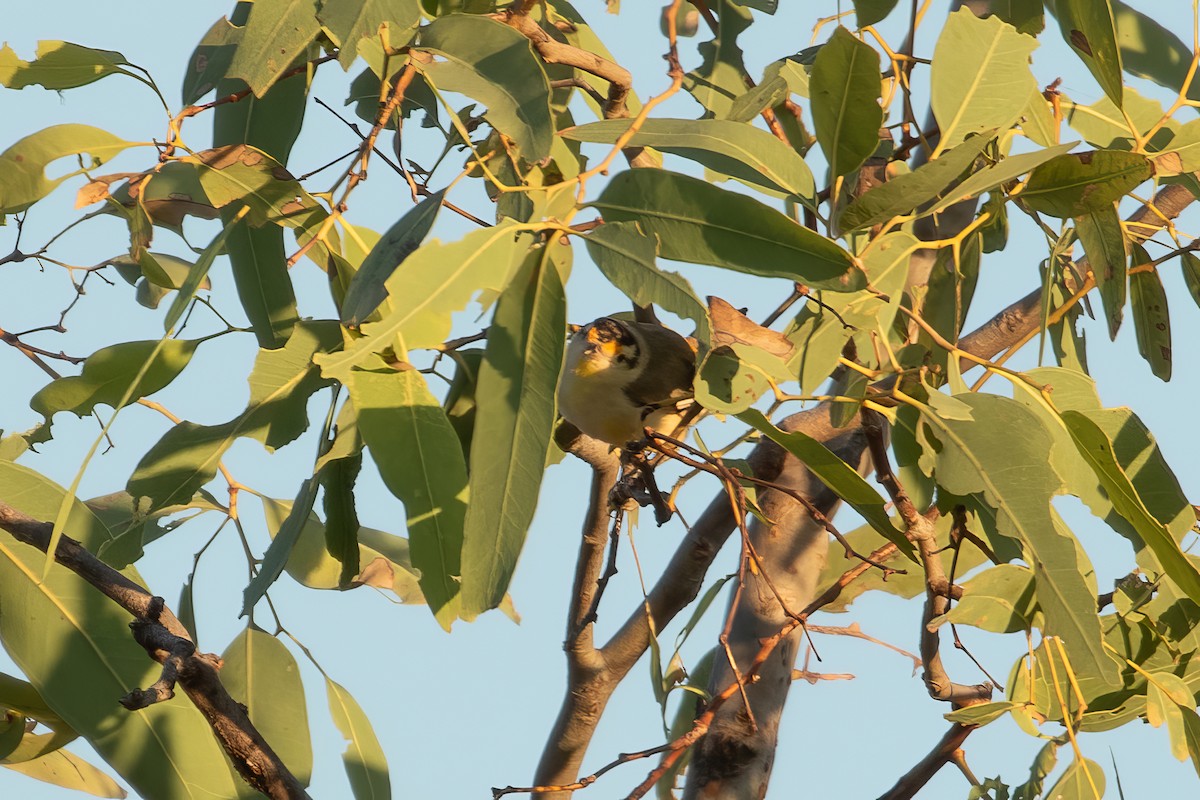 Striated Pardalote (Black-headed) - ML623495302