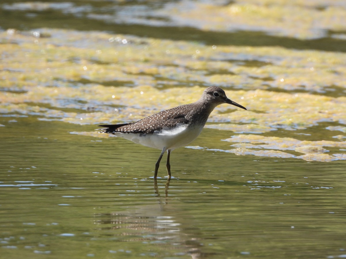 Solitary Sandpiper - Aaron Nisley