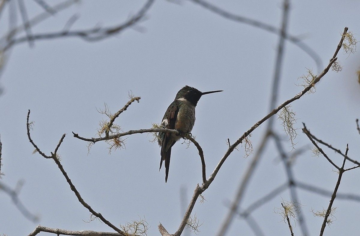 Colibrí Amatista - ML623495343