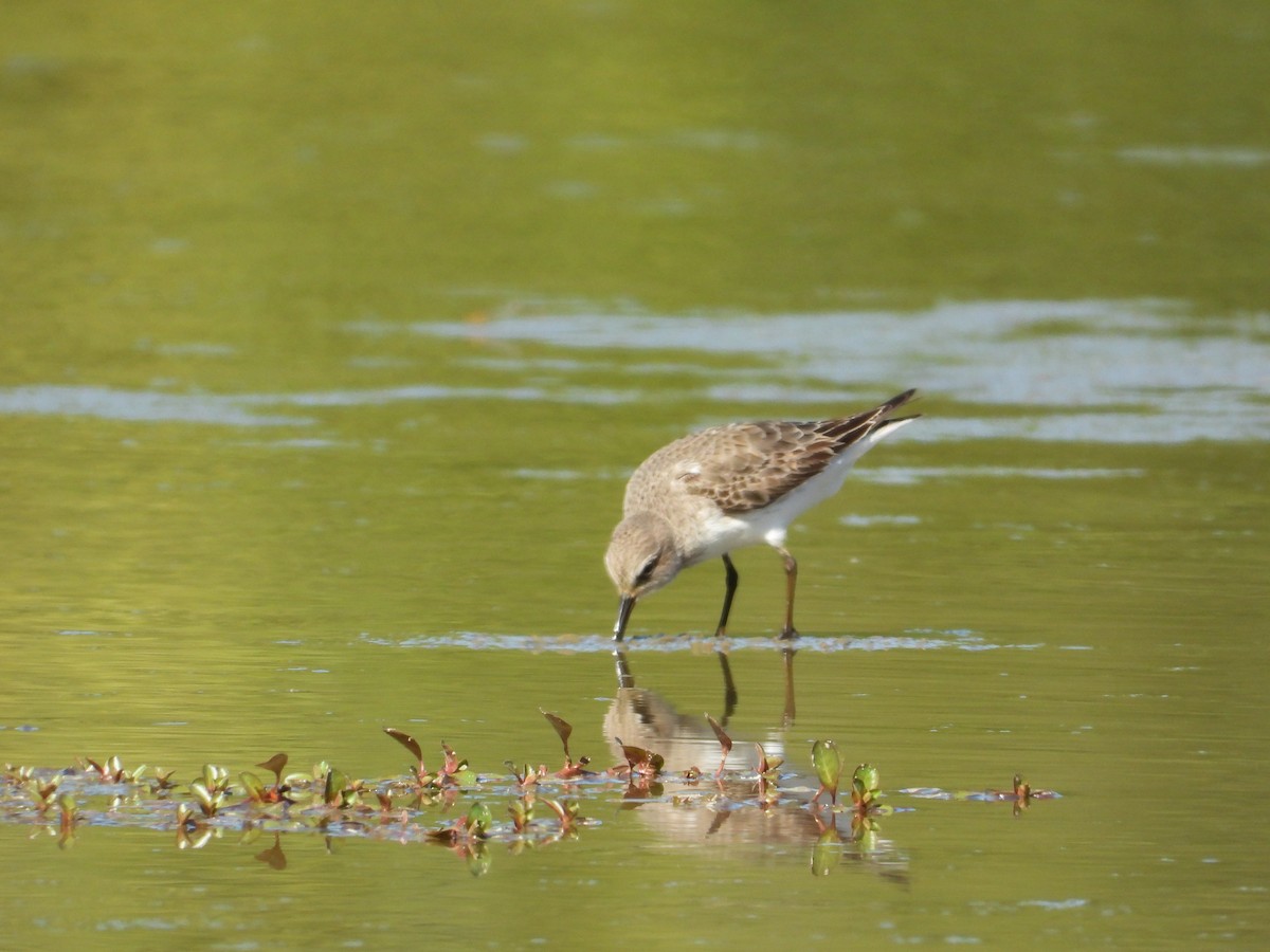 White-rumped Sandpiper - Aaron Nisley