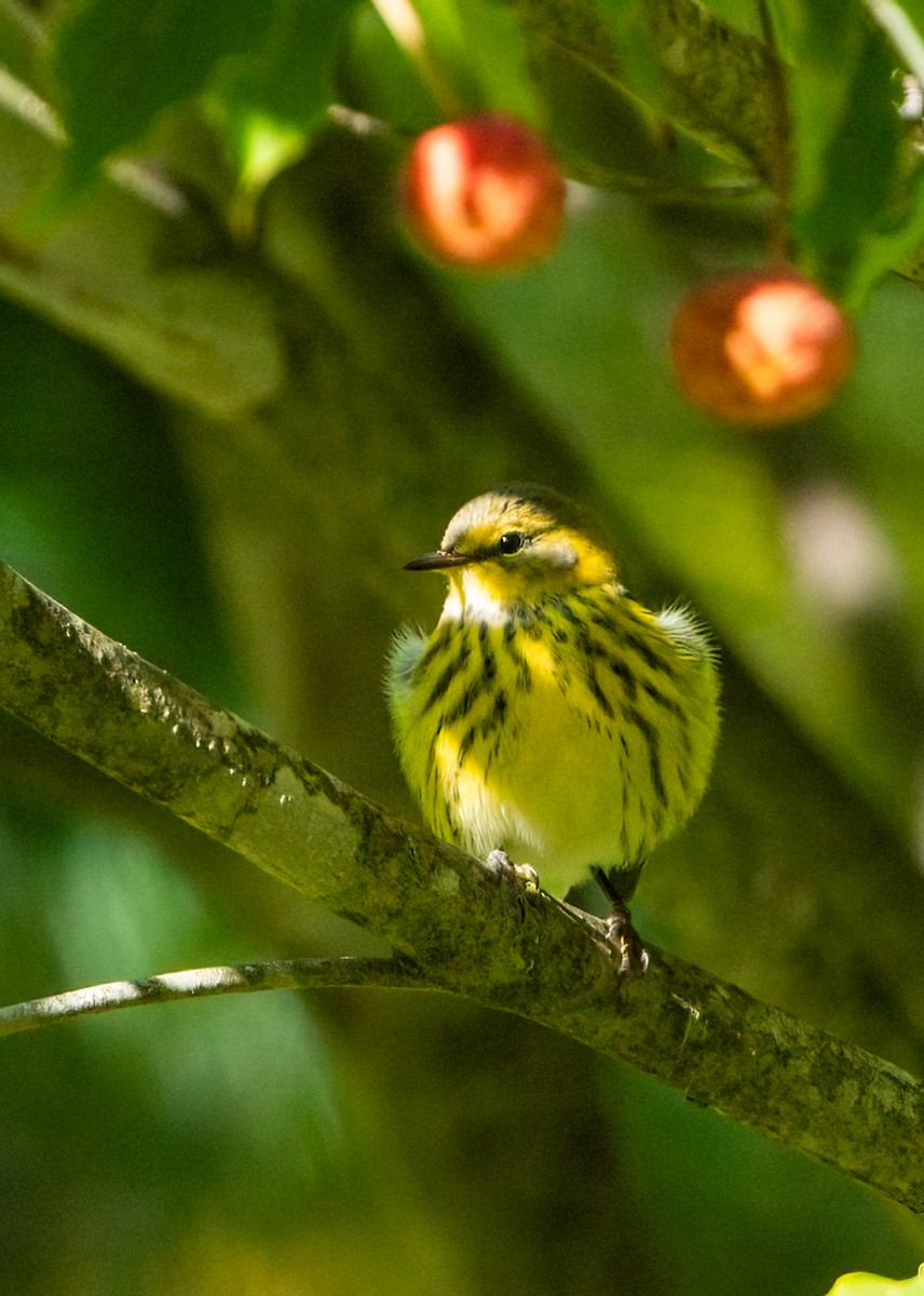 Cape May Warbler - ML623495369