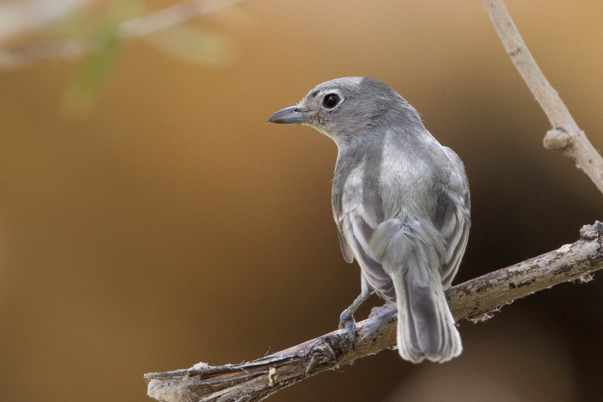 Gray Vireo - ML623495370