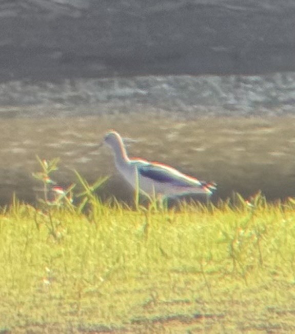 Avoceta Americana - ML623495373