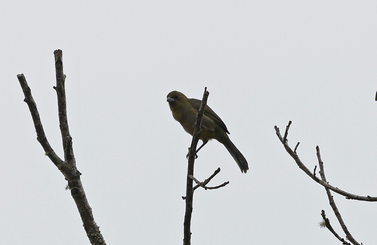 Black-faced Tanager - ML623495405