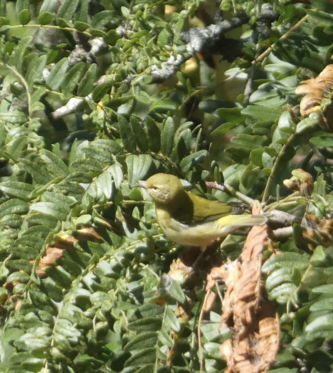 Tennessee Warbler - ML623495418