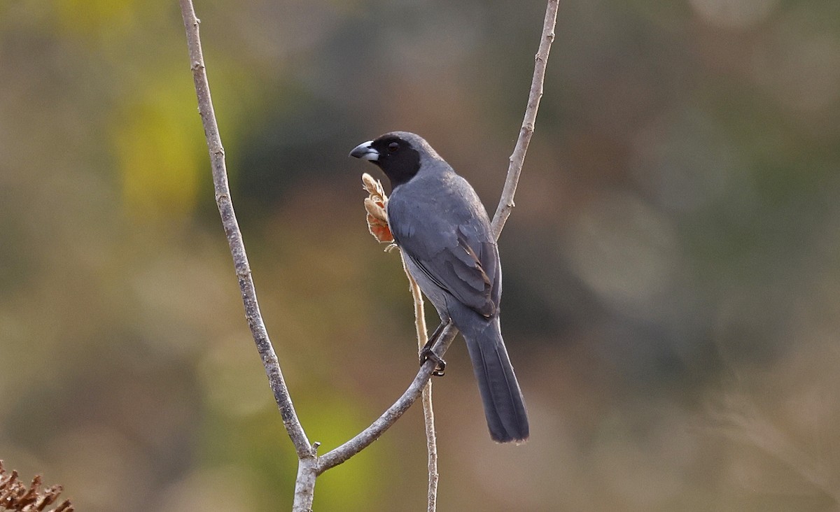 Black-faced Tanager - Paul Chapman