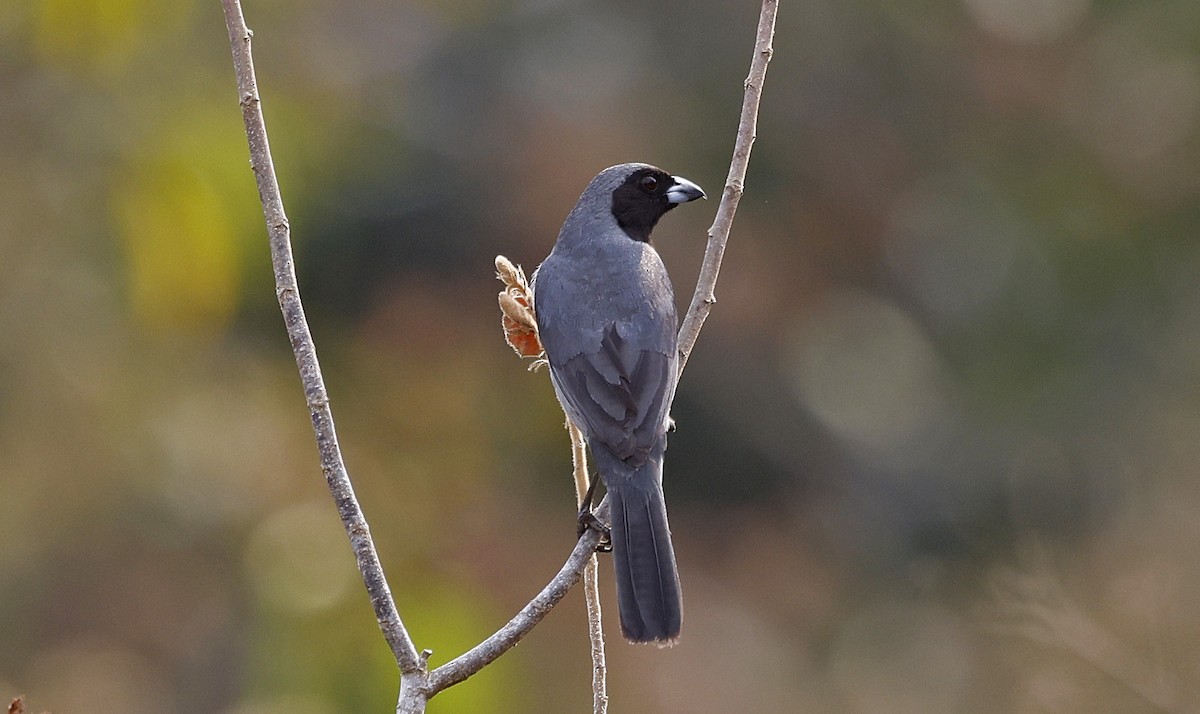 Black-faced Tanager - ML623495434