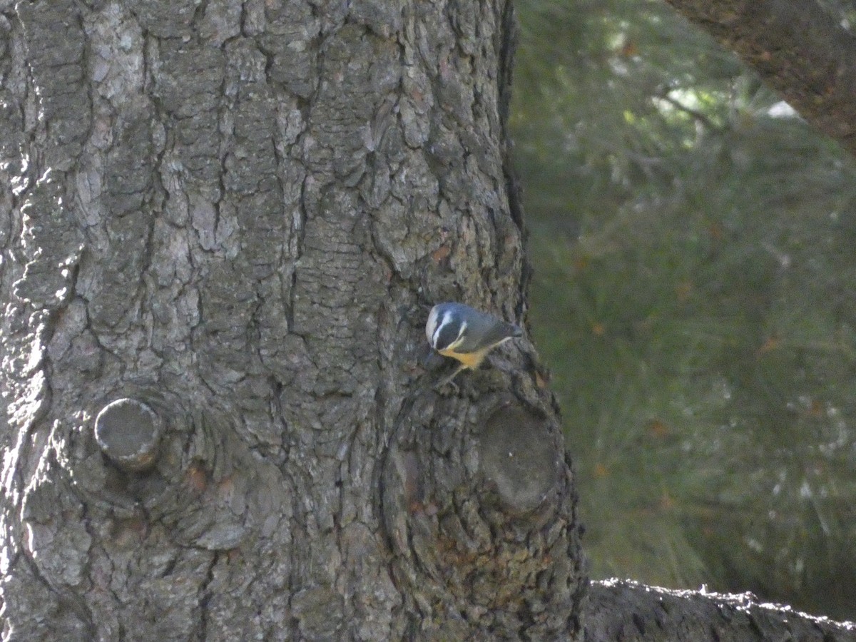 Red-breasted Nuthatch - ML623495442