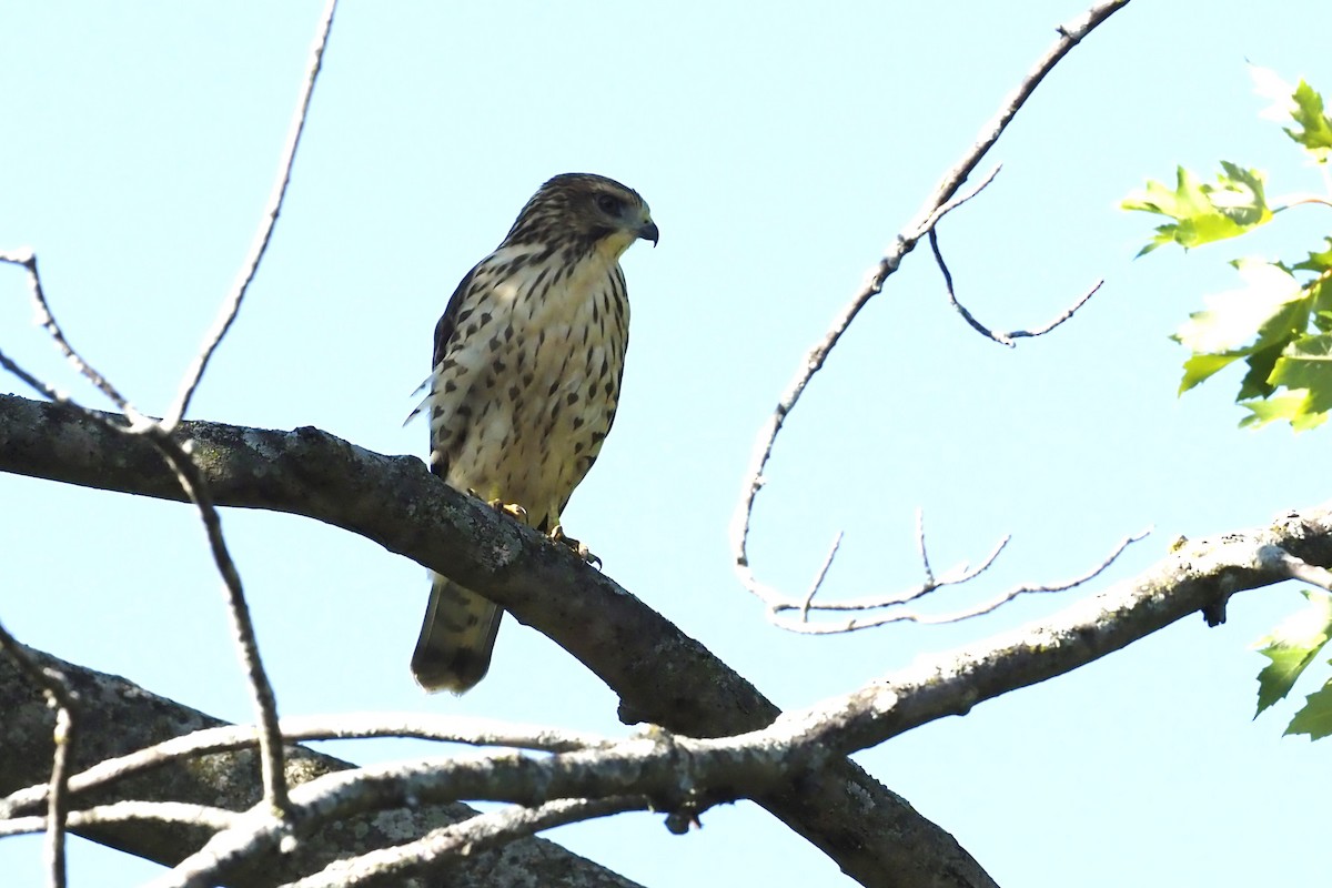 Broad-winged Hawk - Nick  Kontonicolas