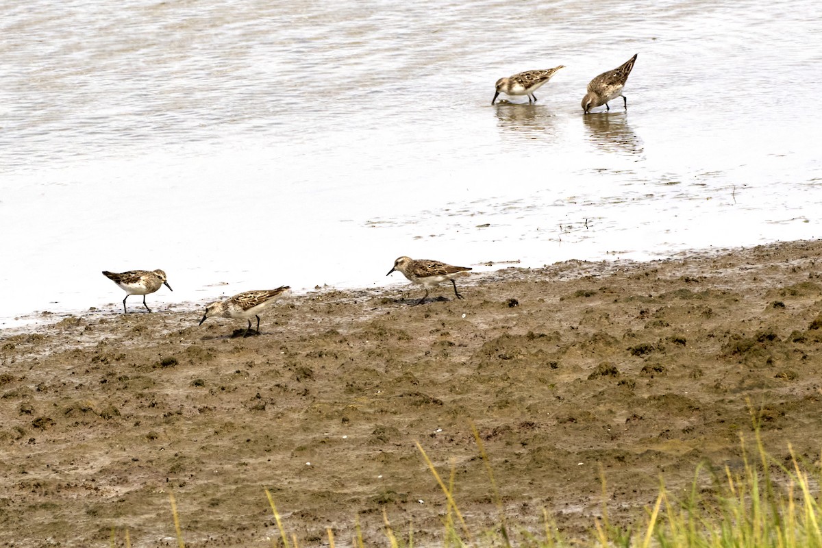 Semipalmated Sandpiper - ML623495532