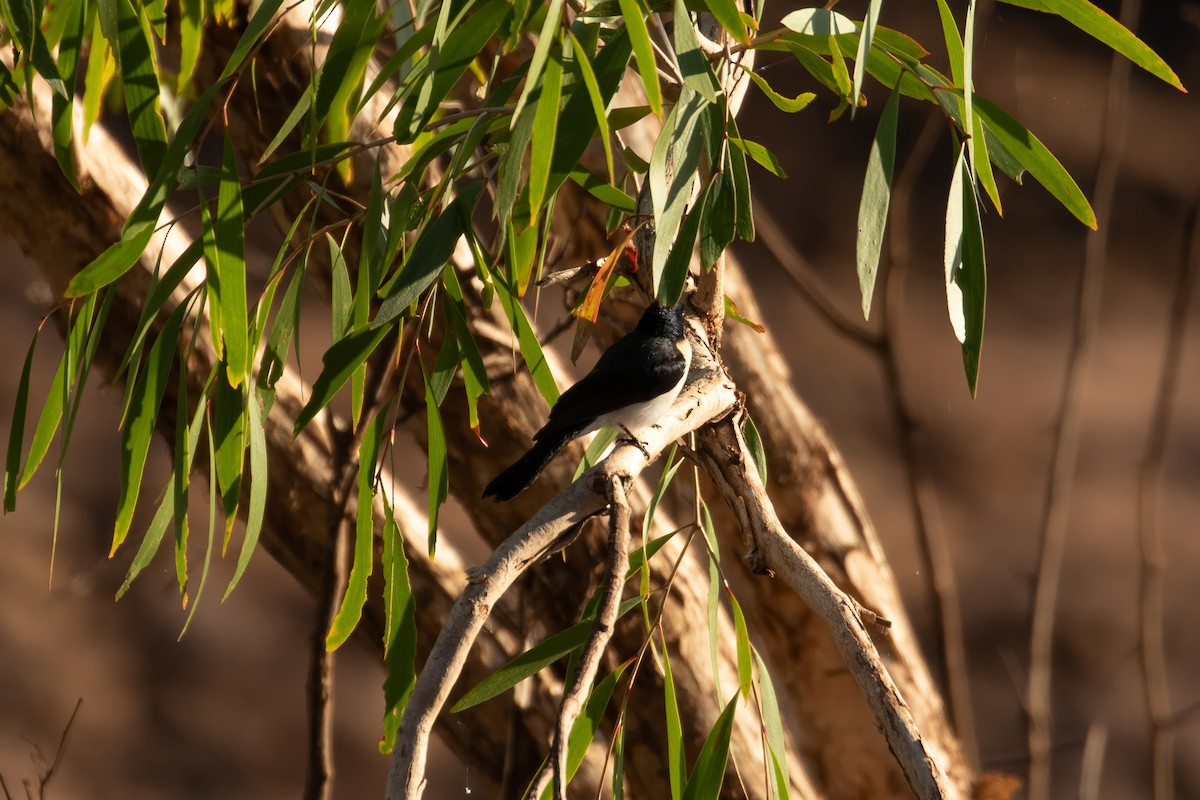 Paperbark Flycatcher - ML623495534