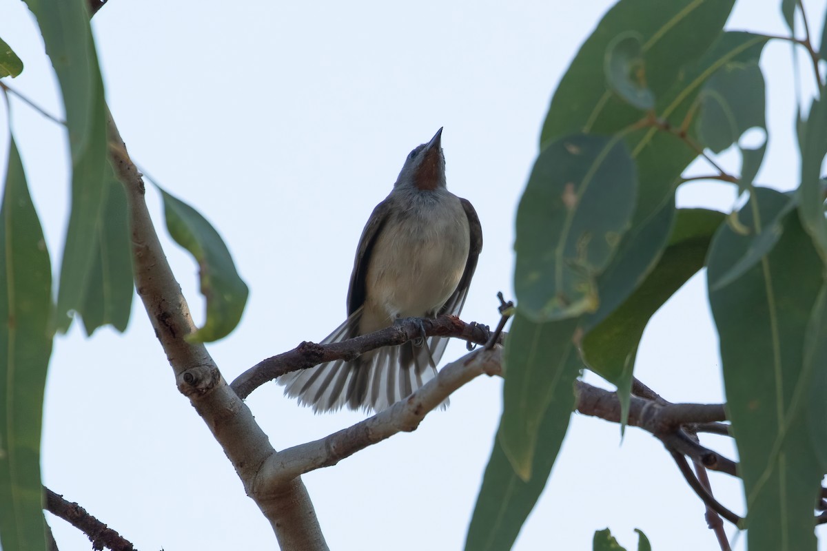 Rufous-throated Honeyeater - ML623495539