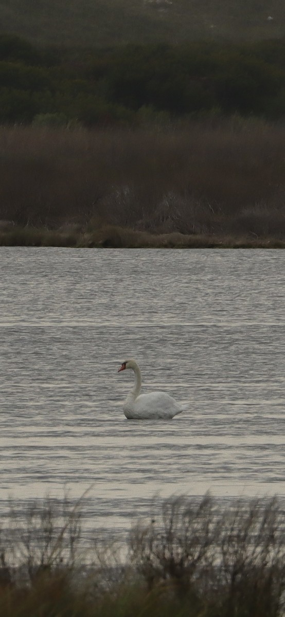 Mute Swan - ML623495547