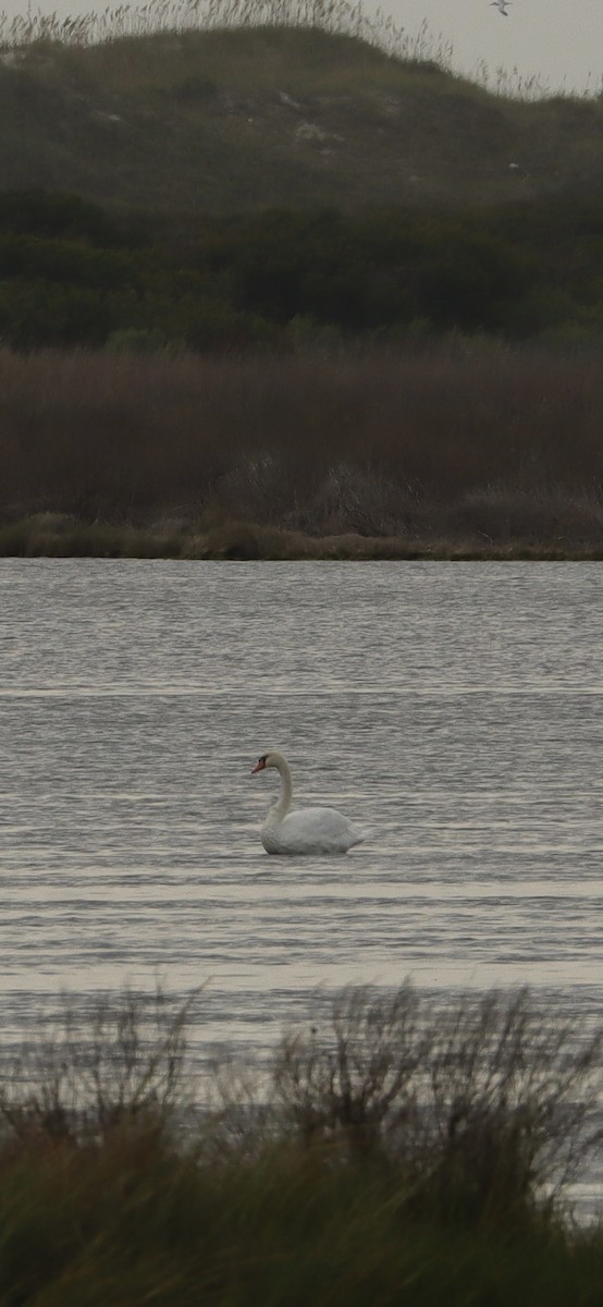 Mute Swan - ML623495548