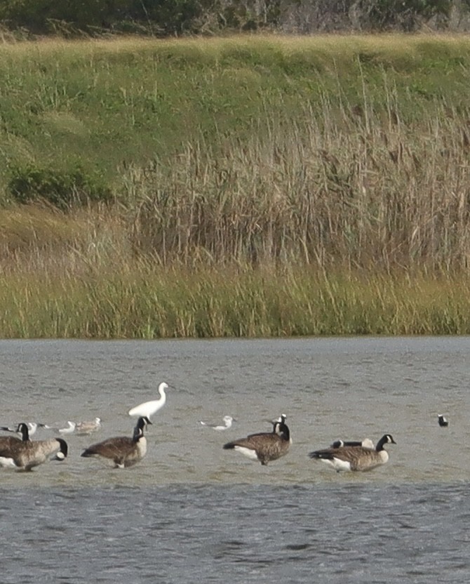 Black-bellied Plover - ML623495564