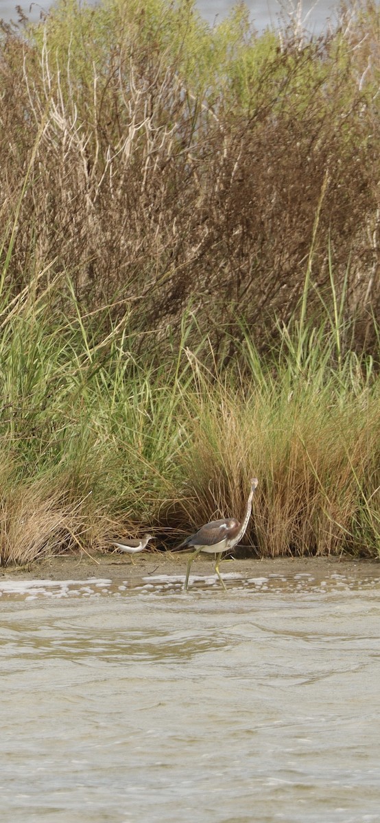 Spotted Sandpiper - ML623495584