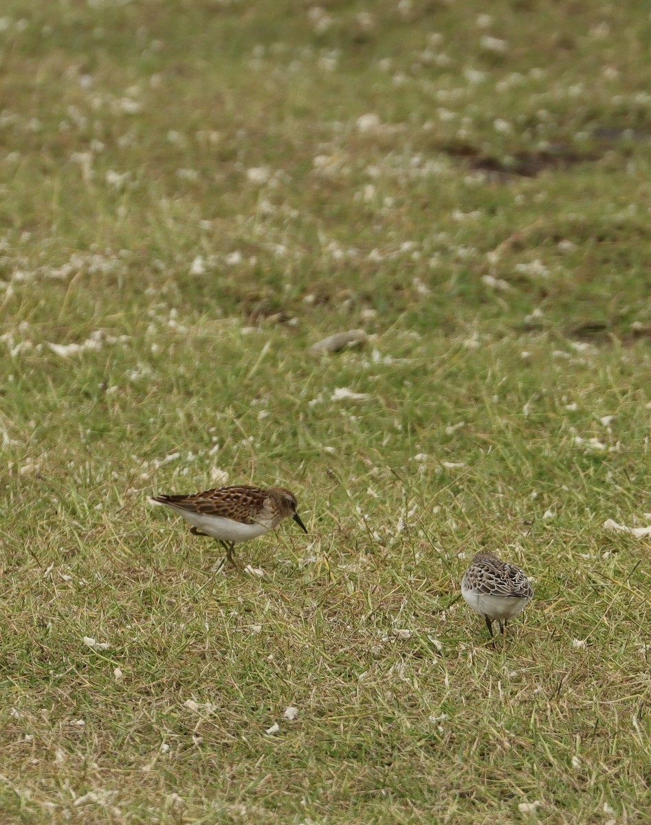 Least Sandpiper - ML623495598