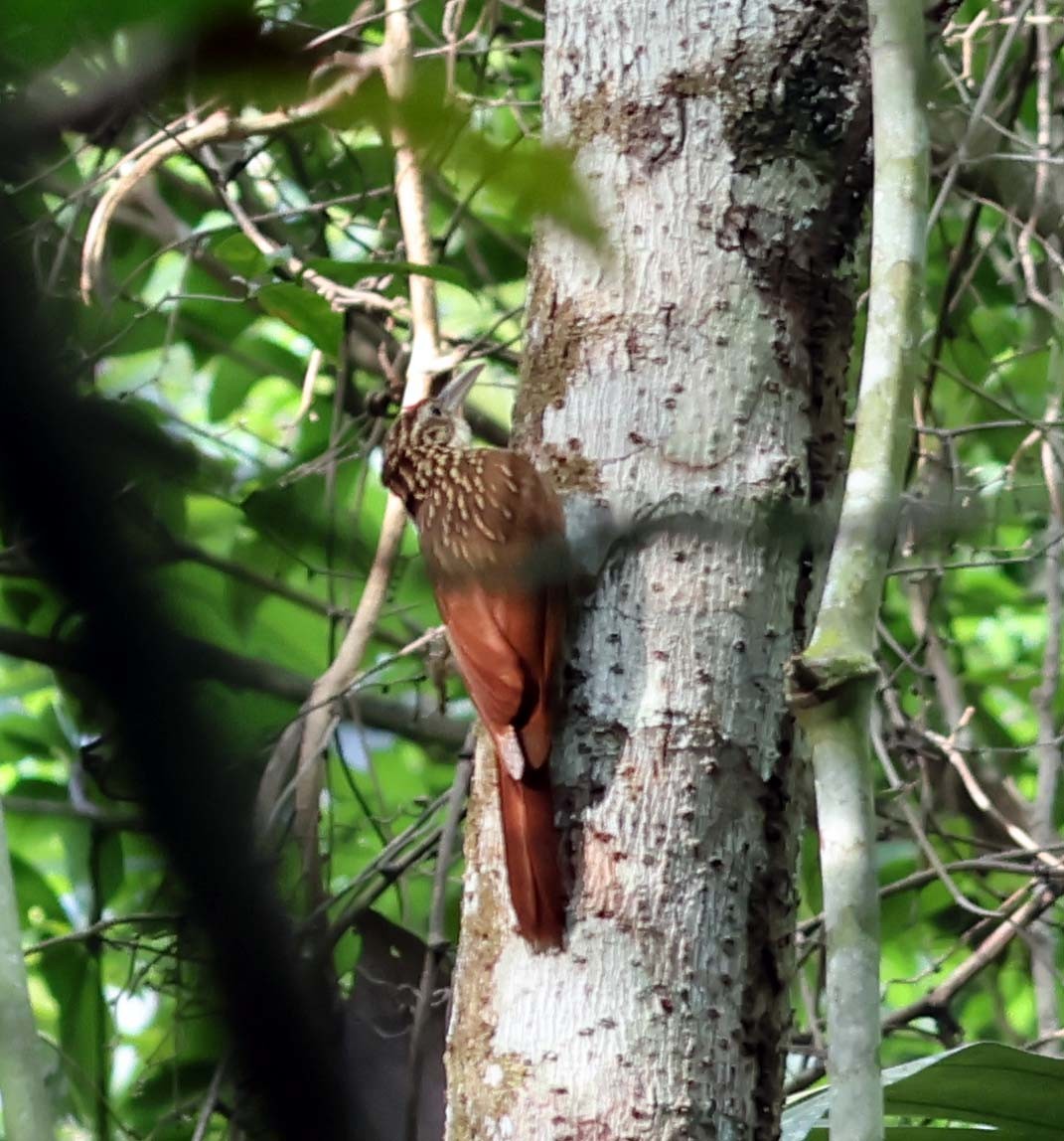 Ivory-billed Woodcreeper - ML623495621