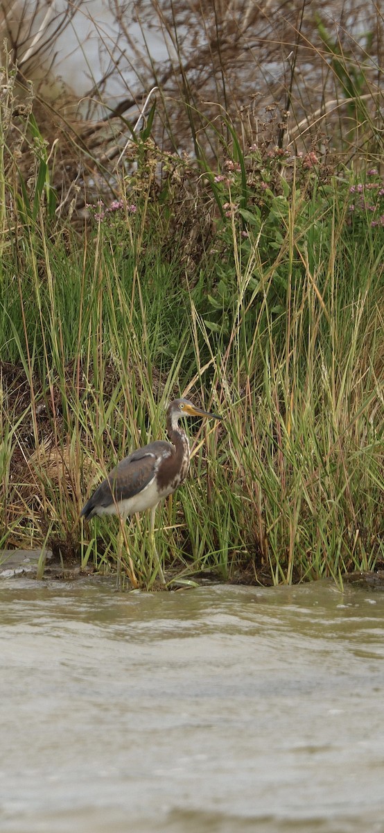 Tricolored Heron - ML623495623