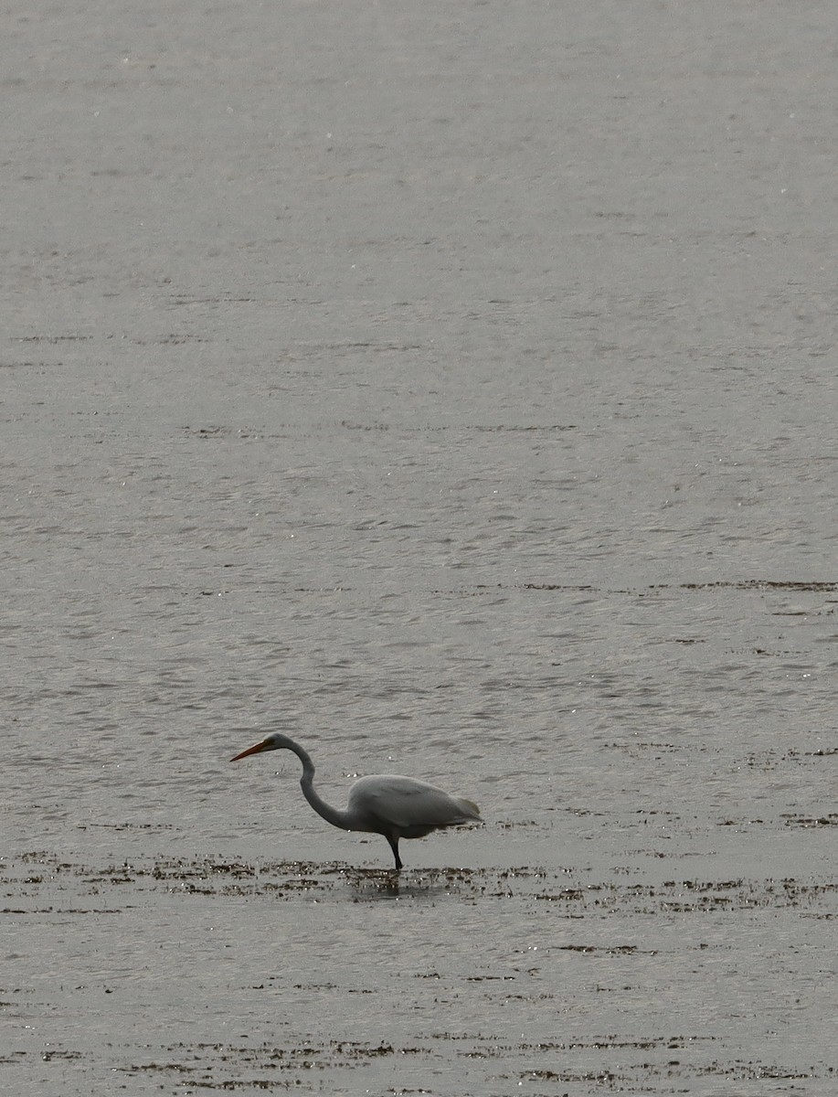 Great Egret - ML623495645