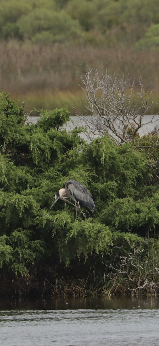 Great Blue Heron - ML623495660