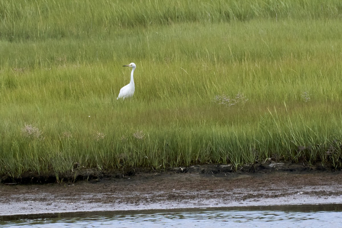 Snowy Egret - Jay Dia