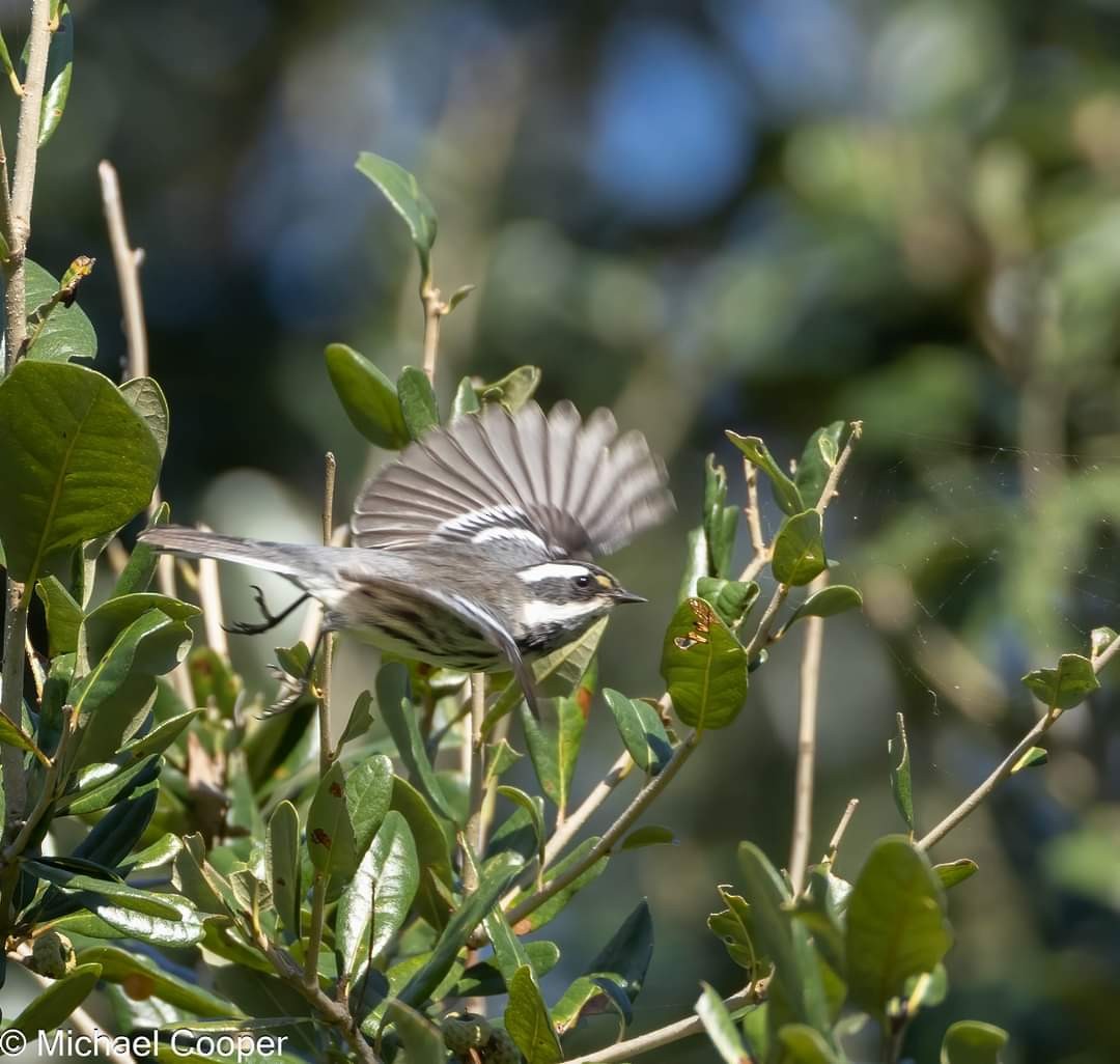 Black-throated Gray Warbler - ML623495681