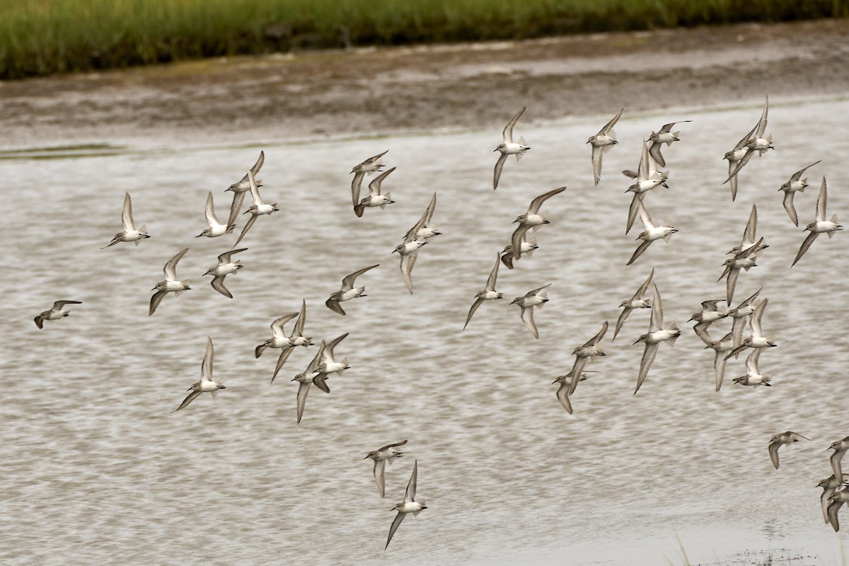 Semipalmated Sandpiper - ML623495696