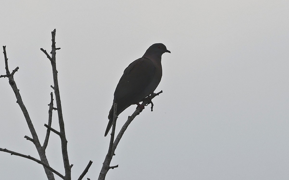 Plumbeous Pigeon - ML623495720