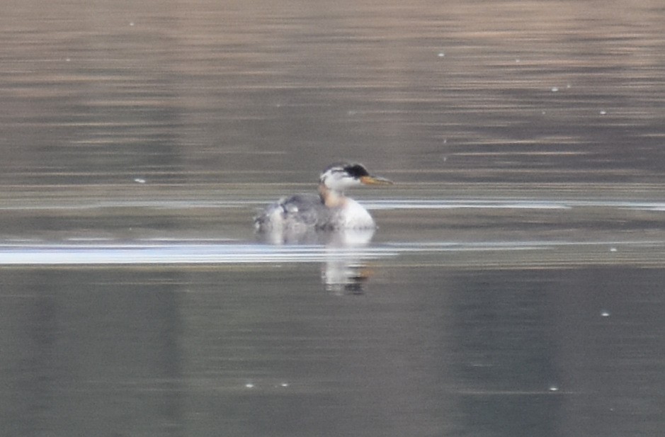 Red-necked Grebe - ML623495725