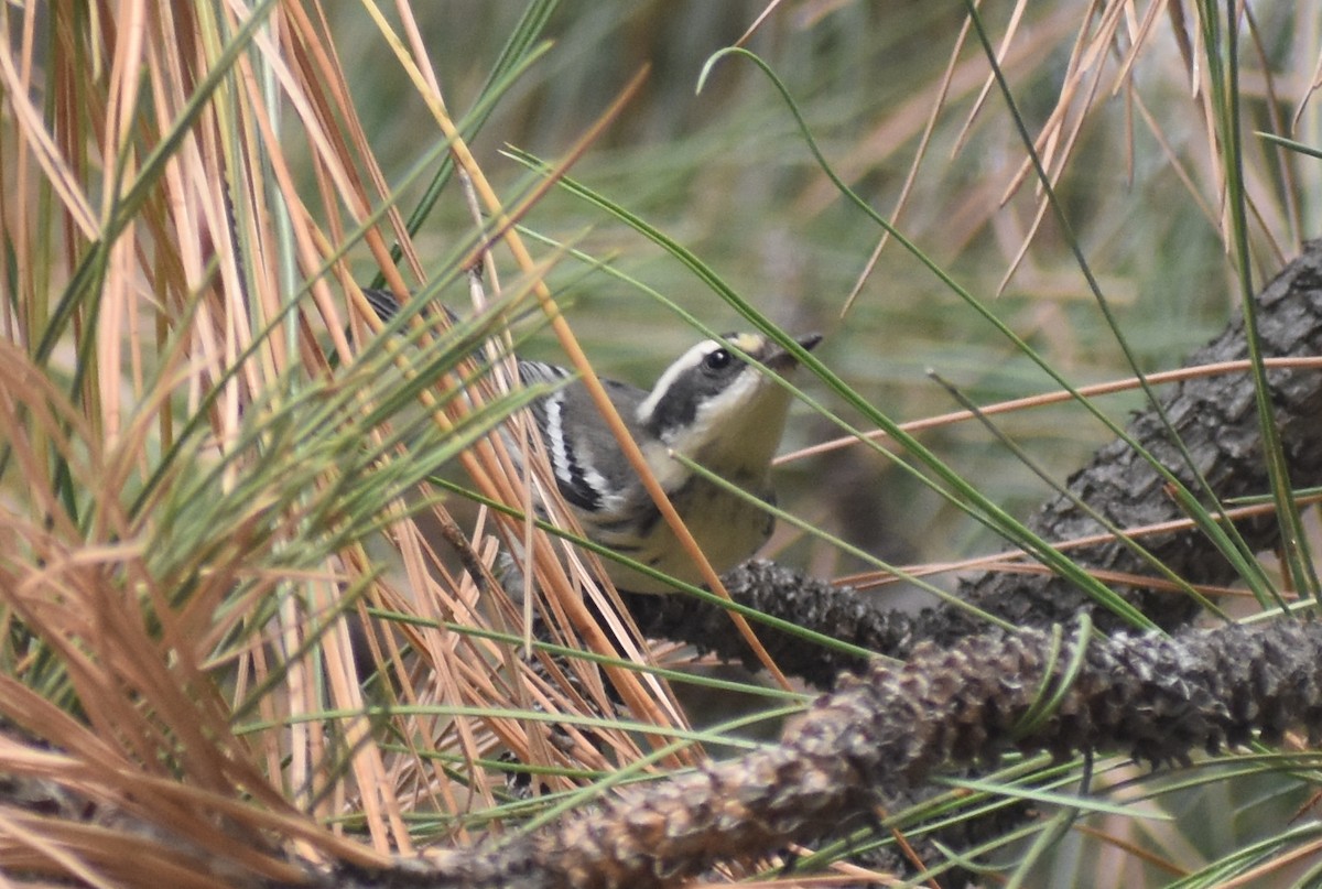 Black-throated Gray Warbler - ML623495737