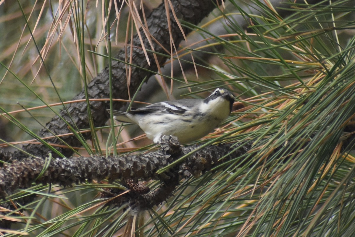 Black-throated Gray Warbler - ML623495738