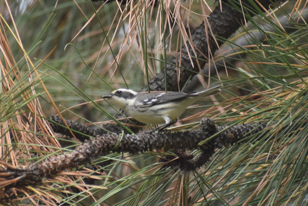 Black-throated Gray Warbler - ML623495739