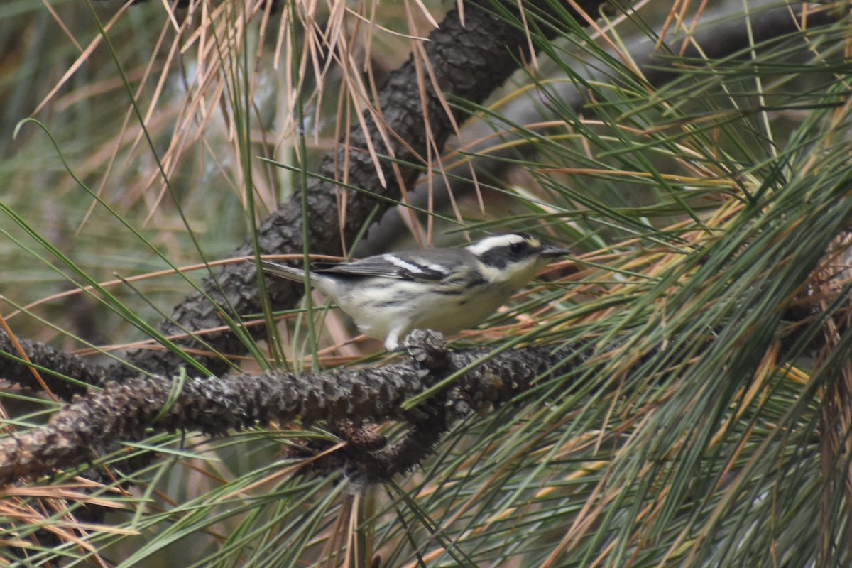 Black-throated Gray Warbler - ML623495740