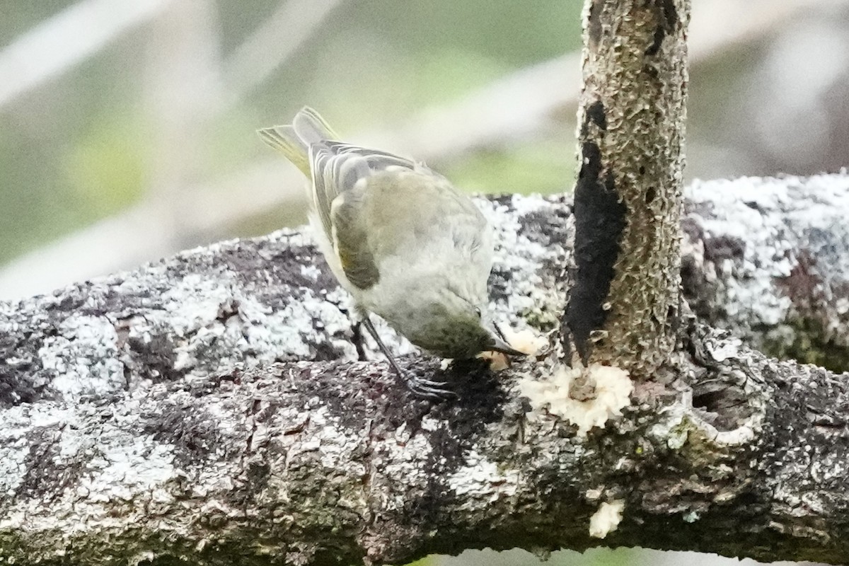 Oahu Amakihi - ML623495778