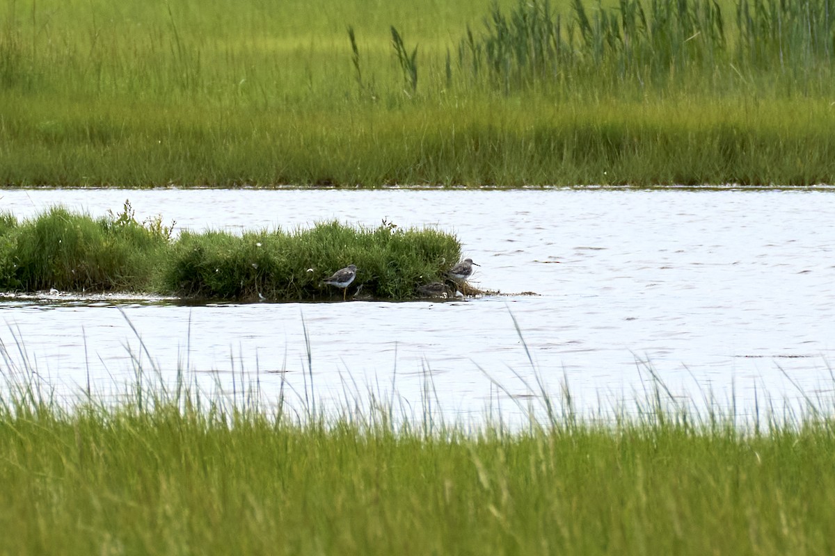 gulbeinsnipe - ML623495812