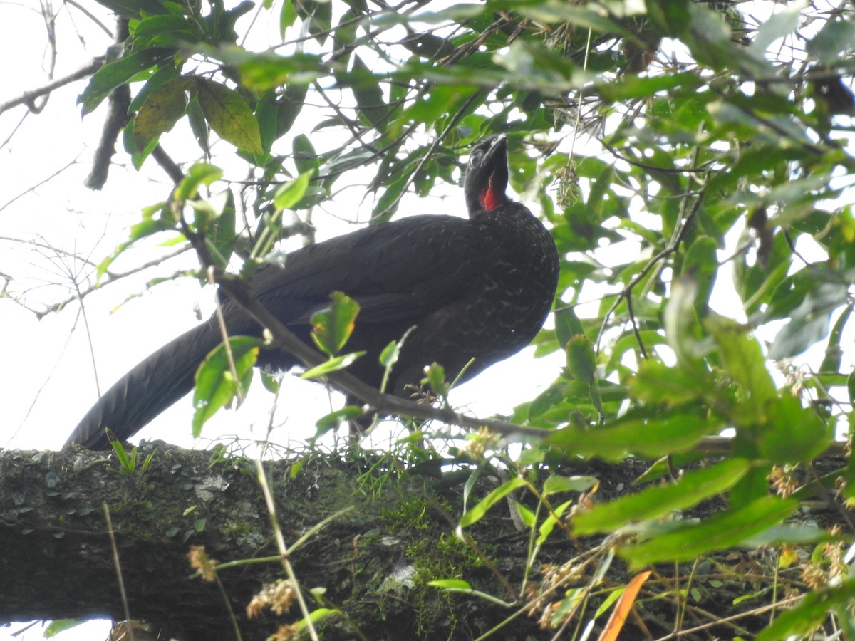 Dusky-legged Guan - ML623495816