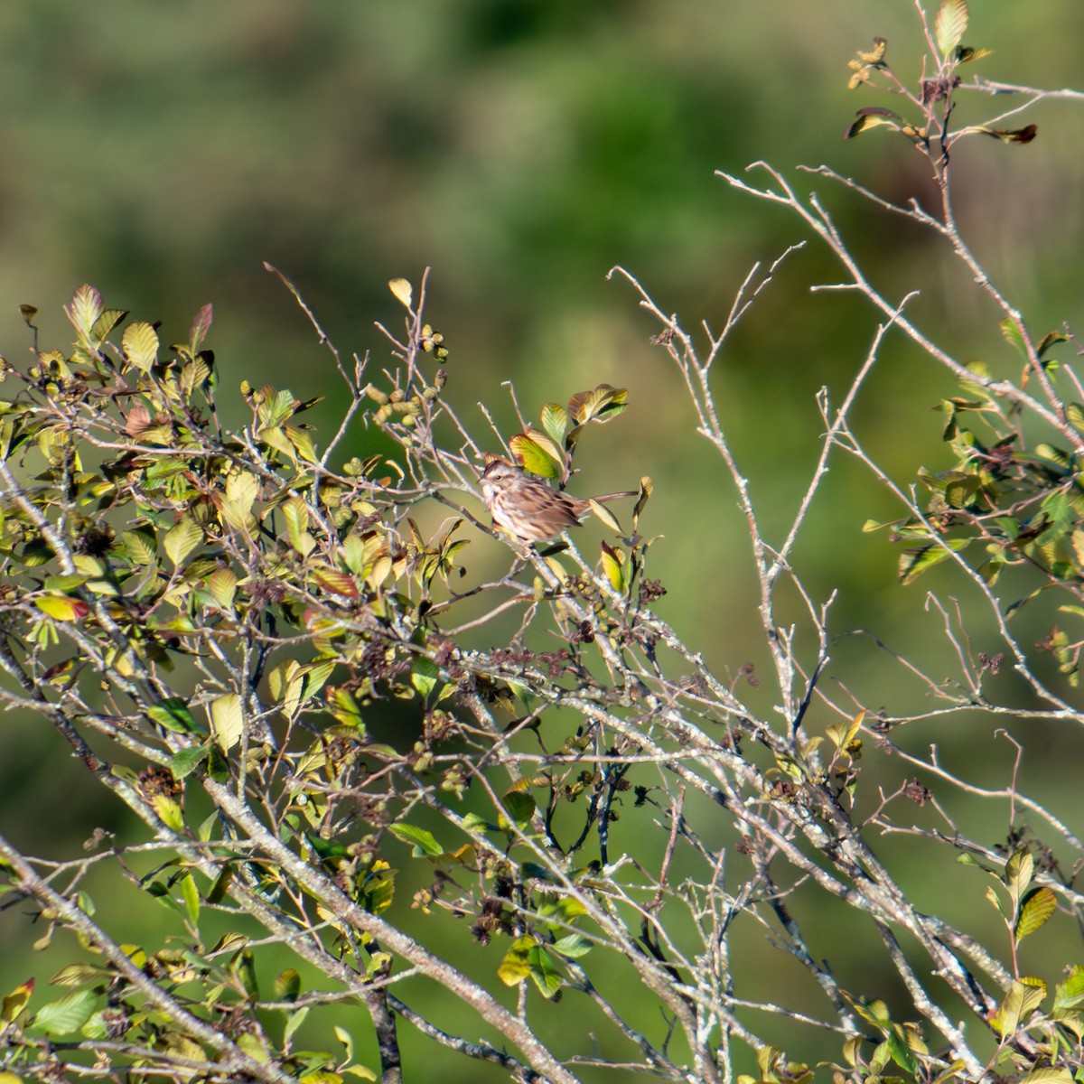 Song Sparrow - ML623495830