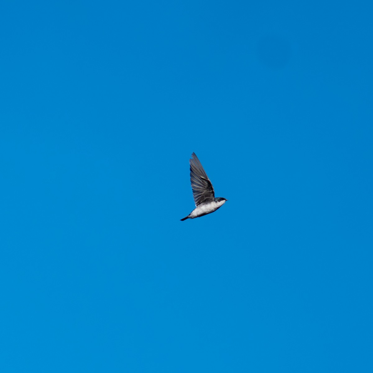 Tree Swallow - Kevin ODonnell