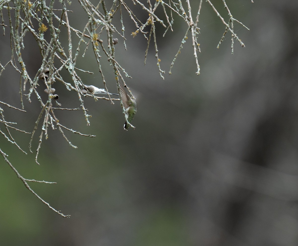 Ruby-throated Hummingbird - ML623496053