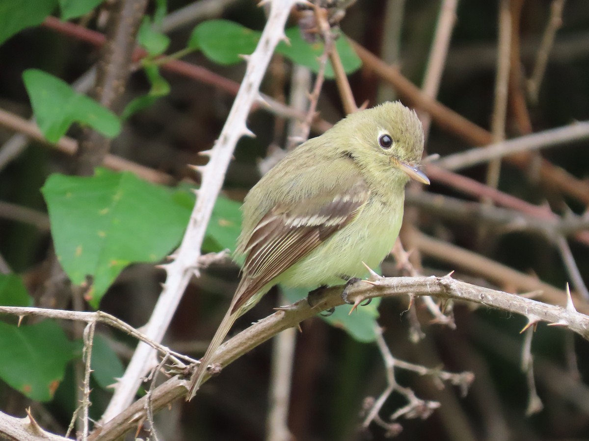 Western Flycatcher (Pacific-slope) - ML623496097