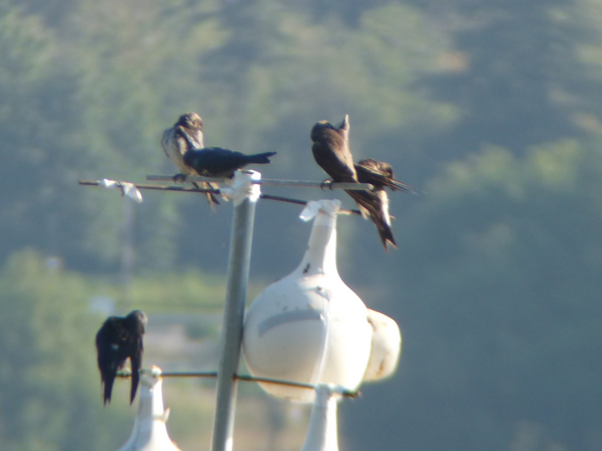 Purple Martin - ML623496224