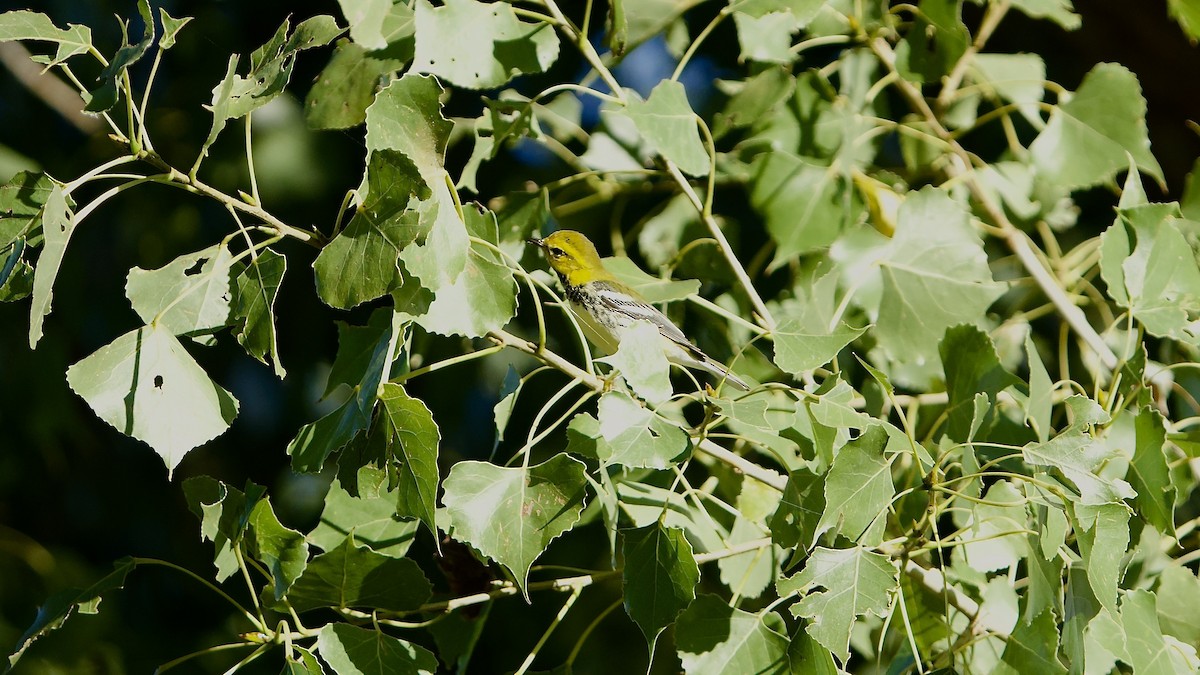 Black-throated Green Warbler - ML623496230